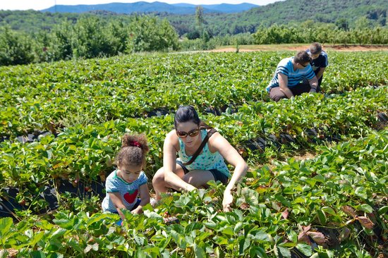 4 Reasons to Go Blackberry Picking This Fall