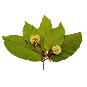 Kratom Benefits And Why Quality Is Important